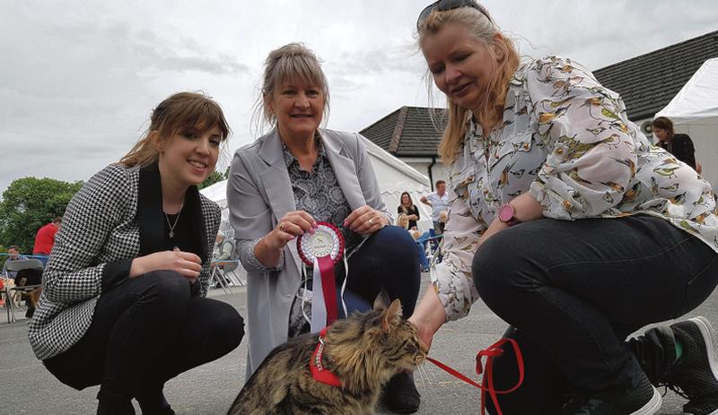 Yvonne Caden (right) got a special prize at Corrandulla Show on Sunday for entering her cat TJ in the Dog Show. Judges Annette and Orla Cahill couldn’t resist the charms of TJ and presented him with an impromptu prize. Photo: Hany Marzouk.