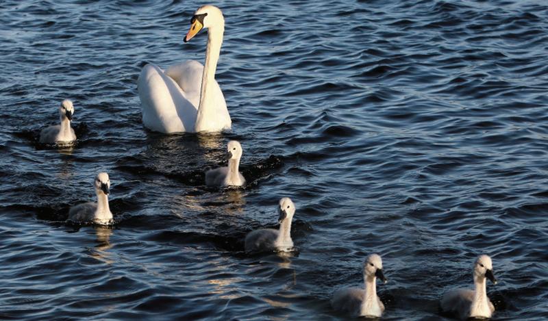 Mummy swan keeps a keen eye on her five cygnets as they go for a swim at Loughrea Lake. PHOTO: HANY MARZOUK.