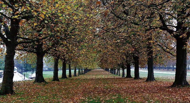 Country Living with Francis Farragher There is always something mildly melancholic about the second half of September with its series of hints that we have at last bade farewell to summer days. The GAA championship season draws to an end . . . the autumnal equinox falls around the 21st or 22nd day of the month . . . the corn has been harvested . . . out the country the turf sheds are loaded up for the Winter season . . . and the dreaded Christmas word tends to get mentioned in the same breath as parties and hangovers. John Keat’s opening lines in his ode To Autumn, about ‘the season of mists and mellow fruitfulness’, and ‘close bosom friend of the maturing sun’ seem to capture the atmosphere of the month, with September always delivering a rich crop of apples and wild fruits. It is the month of farewells too, as the swallows who have flown in and out of sheds within a millimetre of our temples all summer long, start to assemble on the telephone wires with plump bellies ready for their trip to the warmer climes of South Africa. Their arrival last April heralded the start of the summer and there’s a long tradition in rural Ireland of never disturbing a swallow’s nest as their lodging periods in our sheds and barns is regarded as a sign of good luck. True, they do deposit their marks behind them, and through this summer in my own neck of the woods, they were even bolder than normal, winging their way in through half-open bedroom windows before leaving a little reminder behind them that they had called. Those small irritations apart though, they are the most wonderful of creatures and their loyalty in flying back to us every Spring from the southern hemisphere is a truly awesome gift of nature. This week the National Ploughing Championships will have come and gone and their location on the calendar through the third week of September is no coincidence. They are timed to coincide with the end of the harvesting season when the labours of the long days have been completed and the feed supplies have been stored safely away for the Winter season to come. For more, read this week’s Connacht Tribune.