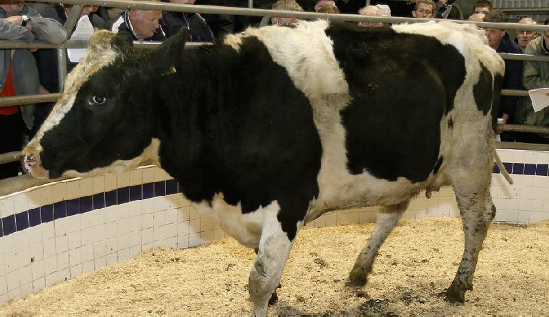 This 645kg. Friesian cow sold for €850 at Mountbellew Mart on Monday. Photo: Hany Marzouk.