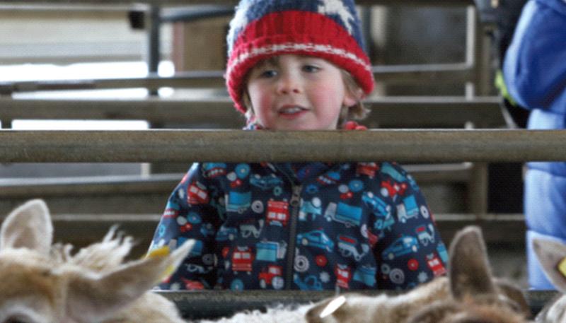 The wonder of it all as Archie Molloy from Athenry looks in at the hoggets at the Athenry Mart sheep sale this week. Photo: Hany Marzouk.