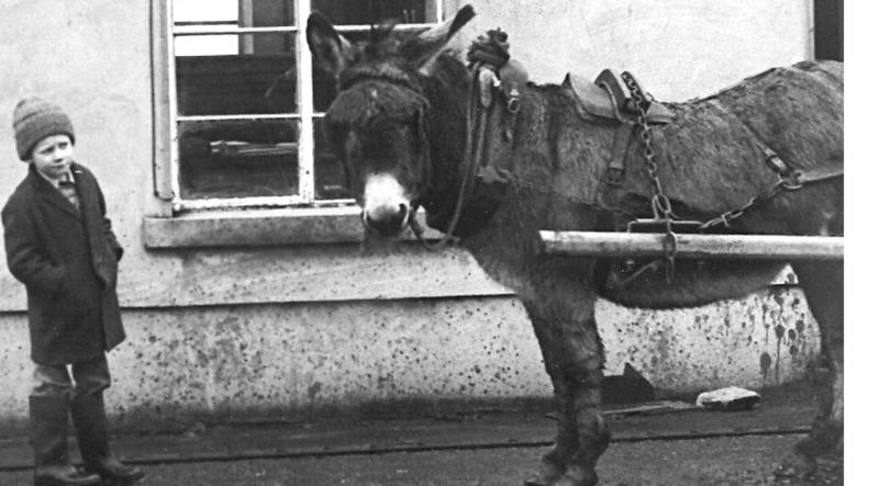 A cunning but faithful friend: Bridle, hames, collar, straddle and breeching all in good working order. Note the 'belly band' – a rope near the front of the two shafts – to prevent the cart from ‘heeling up’. This image was found on the net: any further info on the pic (frank@ctribune.ie) would be welcome as it’s possibly of West of Ireland origin.