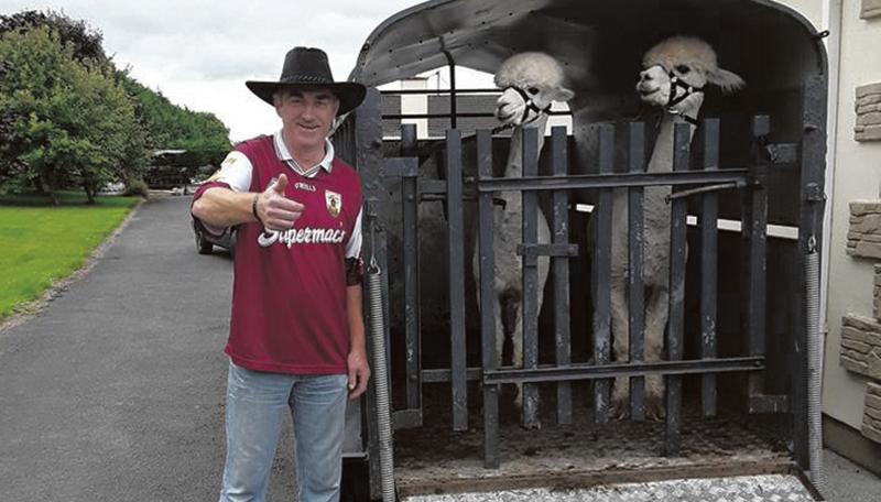 Tony McKeigue and two alpacas, Barney and Al Pacino, who star in Kiltormer Nursing Home's latest All-Ireland hurling video skit.