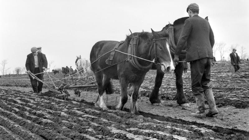 A tradition that lives on: Over 51 years ago, Thomas Reilly, Claregalway, a former county champion, ploughing his section of the field at the Co. Galway Ploughing Championships at Claregalway, on March 16, 1967.