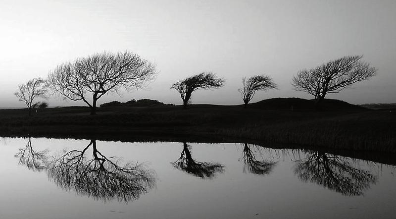 Trees reflected in the pond at Galway Bay Golf Club, one of the photos in Patrick Dinneen's Tuam show.