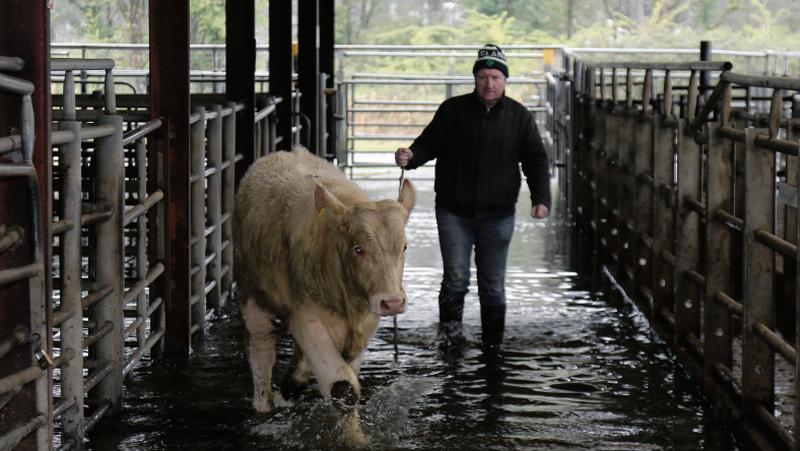 The heavy rains of last week, and especially on Friday night, lead to the cancellation of the Loughrea Mart Show and Sale on Saturday last. Manager Jimmy Cooney rounds up a Charolais bullock on Saturday morning – the Show and Sale will now go ahead on this Saturday, March 23. Photo: Hany Marzouk.