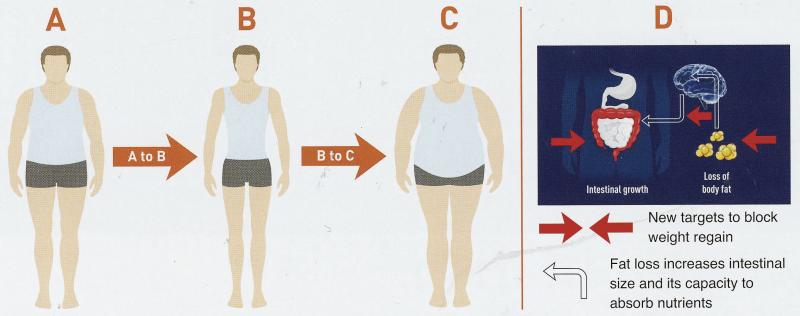 A to B: Loss of body weight occurs during dieting but . . . B to C: the weight piles back on when the person returns to his/her pre-dieting regime. D: The growth of the intestine while the weight is being lost could in part explain this phenomenon, according to Teagasc research. Illustration: TResearch magazine.